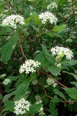 Arctic Fire Red Twig Dogwood - 3 Gallon Pot 13 Arctic Fire Red Twig Dogwood - 3 Gallon Pot -Home Bloom Garden cornus sericera red osier dogwood 5