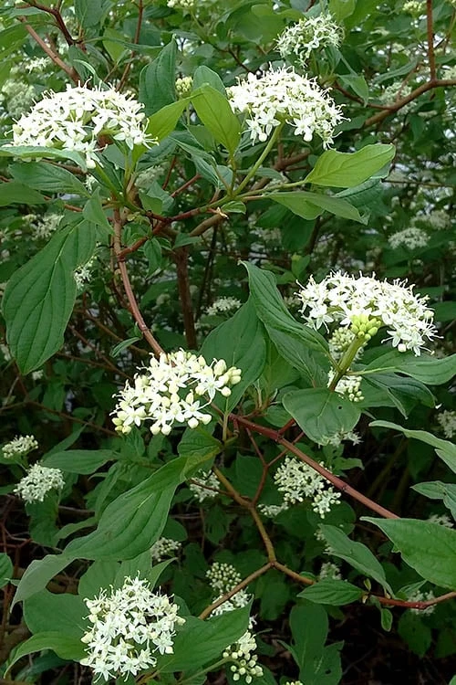 Arctic Fire Red Twig Dogwood - 3 Gallon Pot 7 Arctic Fire Red Twig Dogwood - 3 Gallon Pot - Image 5