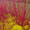 Red Osier Red Twig Dogwood (Cornus Sericea) - 2 Gallon Pot -Home Bloom Garden cornus sericera red osier dogwood 6