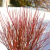 Arctic Fire Red Twig Dogwood - 3 Gallon Pot -Home Bloom Garden cornus stolonifera farrow arctic fire red twig dogwood 1