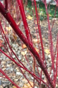 Arctic Fire Red Twig Dogwood - 3 Gallon Pot 15 Arctic Fire Red Twig Dogwood - 3 Gallon Pot -Home Bloom Garden cornus stolonifera farrow arctic fire red twig dogwood 2