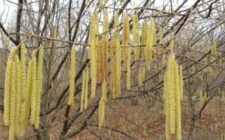 American Hazelnut (Filbert) - 3 Gallon Pot -Home Bloom Garden corylus american american hazelnut fall leaves 10 2
