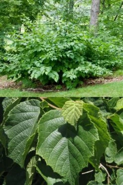 American Hazelnut (Filbert) - 3 Gallon Pot -Home Bloom Garden corylus american american hazelnut fall leaves 13 2