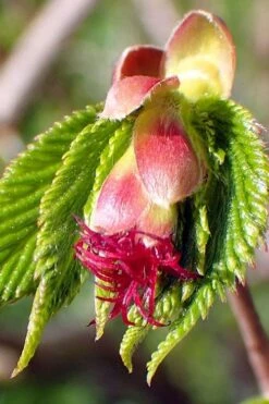 American Hazelnut Filbert (Corylus Americana) - 3 Pack Of 1.5 Quart Pots -Home Bloom Garden corylus american american hazelnut fall leaves 8 1