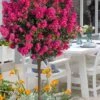 Berry Dazzle Dwarf Crape Myrtle (Single-Trunk Topiary) - 7 Gallon Pot -Home Bloom Garden crape myrtle berry dazzle tree form topiary standard 1