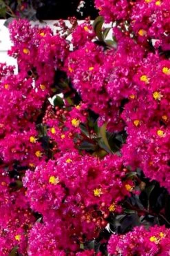 Berry Dazzle Dwarf Crape Myrtle (Single-Trunk Topiary) - 7 Gallon Pot -Home Bloom Garden crape myrtle berry dazzle tree form topiary standard 2