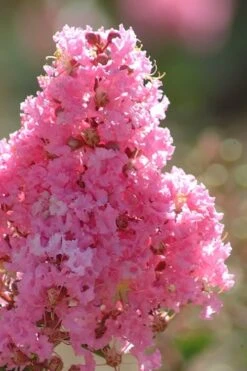 Sioux Pink Crape Myrtle Tree (Single Trunk) - 5 Gallon Pot -Home Bloom Garden crape myrtle sioux pink 52