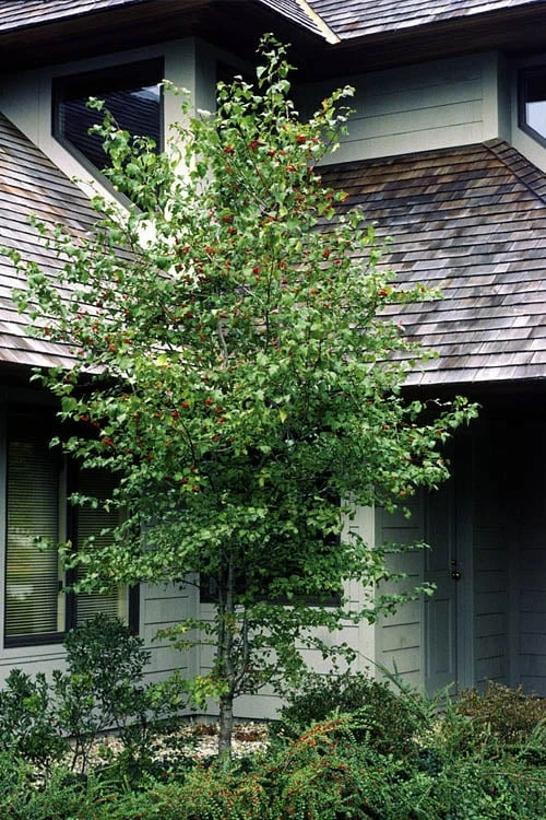 Washington Hawthorn (Crataegus Phaenopyrum) - 3 Pack Of 1.5 Quart Pots 7 Washington Hawthorn (Crataegus Phaenopyrum) - 3 Pack Of 1.5 Quart Pots - Image 5