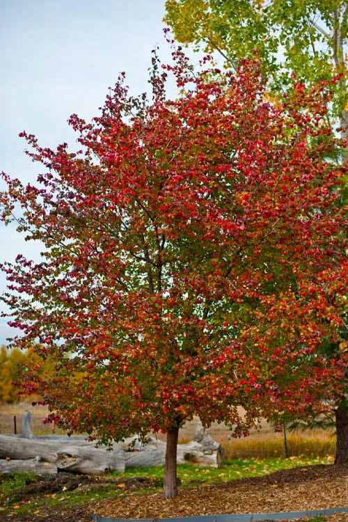 Washington Hawthorn (Crataegus Phaenopyrum) - 3 Pack Of 1.5 Quart Pots 8 Washington Hawthorn (Crataegus Phaenopyrum) - 3 Pack Of 1.5 Quart Pots - Image 6