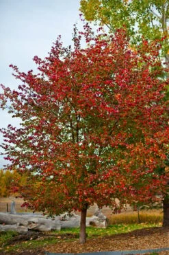 Washington Hawthorn (Crataegus Phaenopyrum) - 1 Gallon Pot -Home Bloom Garden crataegus phaenopyrum washington hawthorne 3