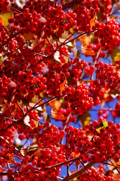 Washington Hawthorn (Crataegus Phaenopyrum) - 3 Pack Of 1.5 Quart Pots 3 Washington Hawthorn (Crataegus Phaenopyrum) - 3 Pack Of 1.5 Quart Pots