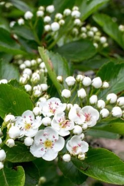 Washington Hawthorn (Crataegus Phaenopyrum) - 3 Pack Of 1.5 Quart Pots 19 Washington Hawthorn (Crataegus Phaenopyrum) - 3 Pack Of 1.5 Quart Pots -Home Bloom Garden crataegus phaenopyrum washington hawthorne 5 1