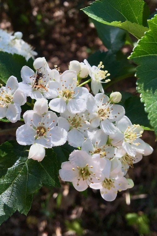 Washington Hawthorn (Crataegus Phaenopyrum) - 3 Pack Of 1.5 Quart Pots 11 Washington Hawthorn (Crataegus Phaenopyrum) - 3 Pack Of 1.5 Quart Pots - Image 9