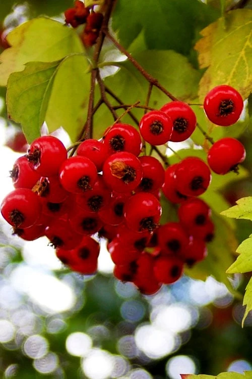 Washington Hawthorn (Crataegus Phaenopyrum) - 3 Pack Of 1.5 Quart Pots 12 Washington Hawthorn (Crataegus Phaenopyrum) - 3 Pack Of 1.5 Quart Pots - Image 10