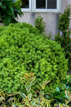 Dragon Prince Cryptomeria - 2 Gallon Pot -Home Bloom Garden cryptomeria dragon prince dwarf japanese cedar 1