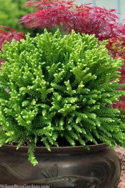 Dragon Prince Cryptomeria - 3 Gallon Pot -Home Bloom Garden cryptomeria dragon prince dwarf japanese cedar 4 2