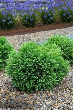 Dragon Prince Cryptomeria - 2 Gallon Pot -Home Bloom Garden cryptomeria dragon prince dwarf japanese cedar 5