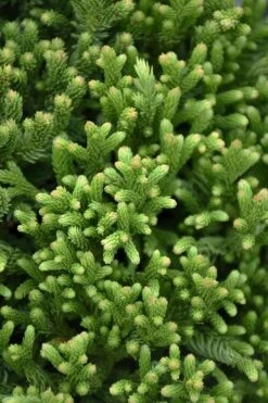 Dragon Warrior Cryptomeria - 3 Gallon Pot -Home Bloom Garden cryptomeria dragon warrior japanese cedar 1