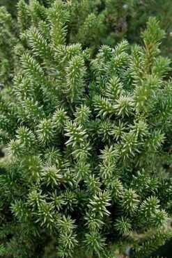 Vilmorin's Dwarf Cryptomeria (Japanese Cedar) - 1 Gallon Pot 10 Vilmorin's Dwarf Cryptomeria (Japanese Cedar) - 1 Gallon Pot -Home Bloom Garden cryptomeria japonica vilmoriniana dwarf japanese cedar 12