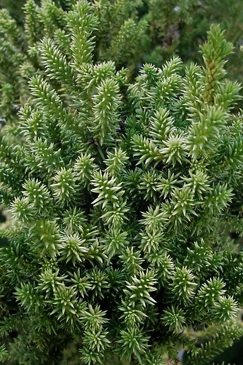 Vilmorin's Dwarf Cryptomeria (Japanese Cedar) - 1 Gallon Pot 6 Vilmorin's Dwarf Cryptomeria (Japanese Cedar) - 1 Gallon Pot - Image 4