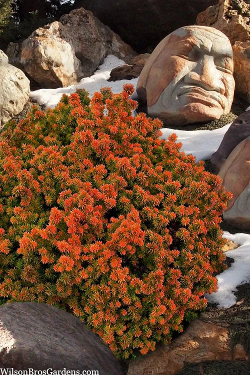 Vilmorin's Dwarf Cryptomeria (Japanese Cedar) - 1 Gallon Pot 3 Vilmorin's Dwarf Cryptomeria (Japanese Cedar) - 1 Gallon Pot