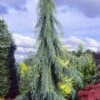 Raywood Weeping Arizona Cypress - 6 Gallon Pot -Home Bloom Garden cupressus arizonica raymonds weeping arizona cypress 1