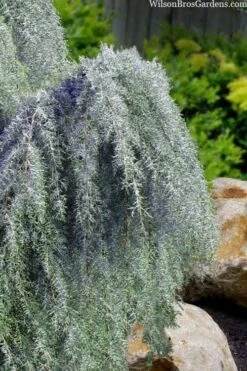 Raywood Weeping Arizona Cypress - 6 Gallon Pot -Home Bloom Garden cupressus arizonica raymonds weeping arizona cypress 3