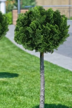 Dwarf Hinoki Cypress Tree (Single Trunk Topiary) - 7 Gallon Pot 10 Dwarf Hinoki Cypress Tree (Single Trunk Topiary) - 7 Gallon Pot -Home Bloom Garden cypress dwarf hinoki stand topiary tree form 1