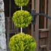 Goldcrest Monterey Lemon Cypress - 3-Ball Poodle Tier Topiary - 2 Gallon Pot -Home Bloom Garden cypress goldcrest monterey poodle tier 1 3