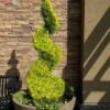 Goldcrest Monterey Lemon Cypress Spiral Topiary - 2 Gallon Pot -Home Bloom Garden cypress goldcrest monterey spiral topiary 11
