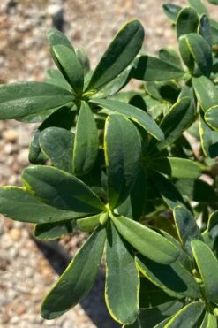 Splash Variegated Summer Daphne - 5 Gallon Pot -Home Bloom Garden daphne splash summer daphne 1