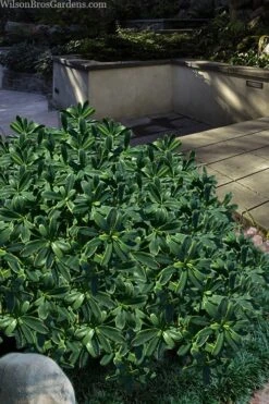 Splash Variegated Summer Daphne - 5 Gallon Pot -Home Bloom Garden daphne splash variegated summer daphne 6