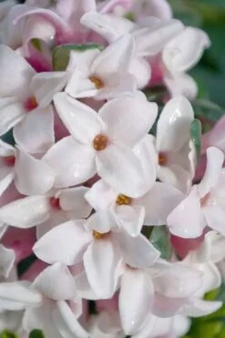 Splash Variegated Summer Daphne - 5 Gallon Pot -Home Bloom Garden daphne splash variegated summer daphne 7