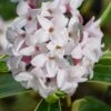 Splash Variegated Summer Daphne - 5 Gallon Pot -Home Bloom Garden daphne splash variegated summer daphne 8