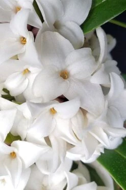 White Perfume Princess Winter Daphne - 2 Gallon Pot -Home Bloom Garden daphne white perfume princess 3
