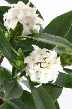White Perfume Princess Winter Daphne - 2 Gallon Pot -Home Bloom Garden daphne white perfume princess 4
