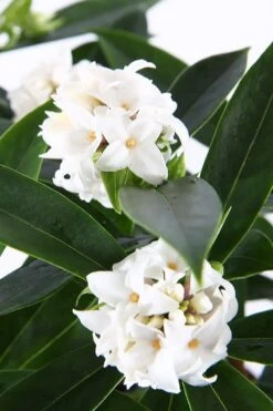 White Perfume Princess Winter Daphne - 2 Gallon Pot -Home Bloom Garden daphne white perfume princess 6