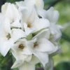 White Perfume Princess Winter Daphne - 2 Gallon Pot -Home Bloom Garden daphne white perfume princess 9