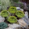 Daub's Frosted Juniper Pom Pom Topiary - 3 Gallon Pot -Home Bloom Garden daubs frosted juniper pom pom topiary 2