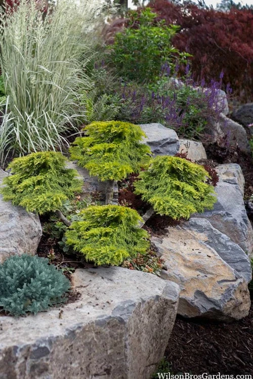 Daub's Frosted Juniper Pom Pom Topiary - 3 Gallon Pot 3 Daub's Frosted Juniper Pom Pom Topiary - 3 Gallon Pot