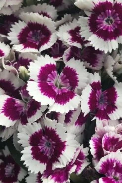 Barbarini 'Purple Picotee' Sweet William (Dianthus) - 5 Pack Of Quart Pots -Home Bloom Garden dianthus barbatus purple picotee sweet williams 2
