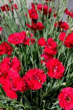 Fire Star Dianthus (Carnation) - 1 Gallon Pot -Home Bloom Garden dianthus fire star 2