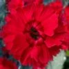 Fire Star Dianthus (Carnation) - 1 Gallon Pot -Home Bloom Garden dianthus fire star cottage pinks 100