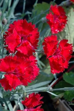 Fire Star Dianthus (Carnation) - 1 Gallon Pot -Home Bloom Garden dianthus fire star cottage pinks 101