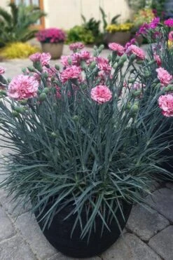 Pinball Wizard Dianthus - 1 Gallon Pot 17 Pinball Wizard Dianthus - 1 Gallon Pot -Home Bloom Garden dianthus pinball wizard 10