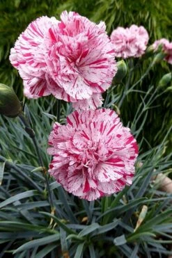 Pinball Wizard Dianthus - 1 Gallon Pot 16 Pinball Wizard Dianthus - 1 Gallon Pot -Home Bloom Garden dianthus pinball wizard 4