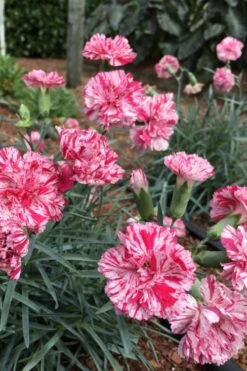 Pinball Wizard Dianthus - 1 Gallon Pot 15 Pinball Wizard Dianthus - 1 Gallon Pot -Home Bloom Garden dianthus pinball wizard 5