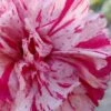 Pinball Wizard Dianthus - 1 Gallon Pot -Home Bloom Garden dianthus pinball wizard 6