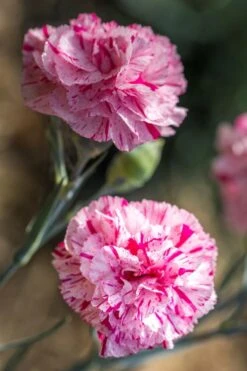 Pinball Wizard Dianthus - 1 Gallon Pot 20 Pinball Wizard Dianthus - 1 Gallon Pot -Home Bloom Garden dianthus pinball wizard 7