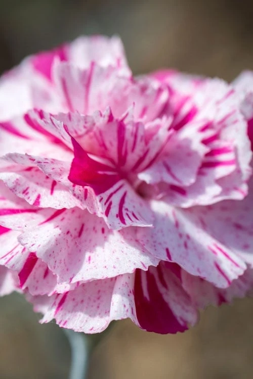 Pinball Wizard Dianthus - 1 Gallon Pot 12 Pinball Wizard Dianthus - 1 Gallon Pot - Image 10